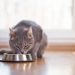 Umur Berapa Kucing Boleh Makan? Ini Penjelasannya