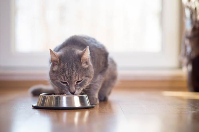 Umur Berapa Kucing Boleh Makan? Ini Penjelasannya